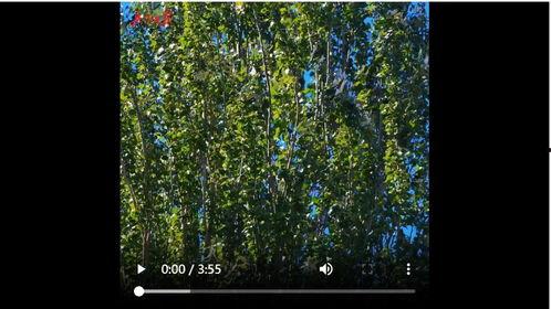 白杨视频,探寻自然之美，记录生活瞬间