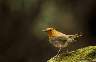 日本歌驹鸟的叫声视频,探寻日本自然之美