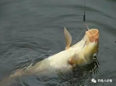 钓鲤鱼看漂技巧视频,鲤鱼看漂技巧深度解析