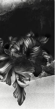 黑白画日本,传统与现代的交织