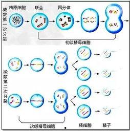精子饮无码bt,探索精子饮无码BT的神秘世界