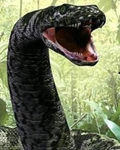 泰坦蟒视频.,史前巨蟒的生存传奇与神秘面纱