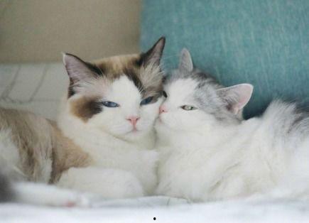 网红猫视频,网络红人的魅力瞬间